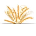 Wheat, barley, oat and rye set. Four cereals grains with ears, sheaf and text premium foods, natural product