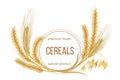 Wheat, barley, oat and rye set. Four cereals spikelets