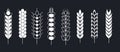 Wheat and barley rye and millet spikes or spikelets isolated plants