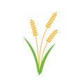 Wheat barley spike yellow isolated on white background. Royalty Free Stock Photo