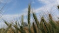 Wheat barleys bunch in farm