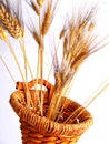 Wheat basket Cornucopia Royalty Free Stock Photo