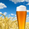 Wheat beer with dew drops Royalty Free Stock Photo