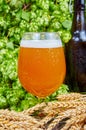 Wheat beer in glass Royalty Free Stock Photo