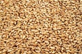 Wheat Berries Close Up Royalty Free Stock Photo
