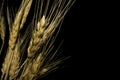 Wheat on black background. Golden branch.