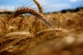 Wheat blue sky field brown toning effect. Ears of wheat. wheat background.