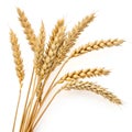 Wheat Branches Isolated on White Background Royalty Free Stock Photo