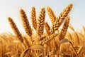 Wheat brought to life in a meticulously detailed and artistic portrayal