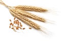 Wheat bundle Royalty Free Stock Photo