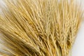 Wheat bundle close up on white background. Royalty Free Stock Photo