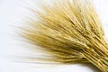 Wheat bundle close up on white background. Royalty Free Stock Photo