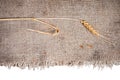 Wheat and burlap fabric. isolated