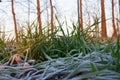 Wheat bushes with frozen leaves in spring. Winter wheat is covered with frost that thaws under the rays of the morning Royalty Free Stock Photo