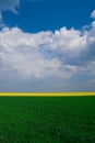 Wheat and canola field