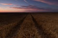 Wheat cereal field ready to harvest in Palencia Royalty Free Stock Photo