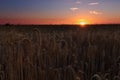 Wheat cereal field ready to harvest in Palencia Royalty Free Stock Photo
