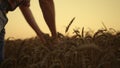 Wheat cereal field at sunset close up. Strong hands man agronom checking grain Royalty Free Stock Photo