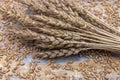 Wheat. Cereals, grains and ears of wheat. Royalty Free Stock Photo