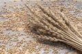 Wheat. Cereals grains and ears of wheat. Royalty Free Stock Photo