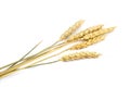Wheat cereals isolated on the white background Royalty Free Stock Photo