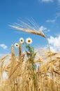 Wheat with chamomiles Royalty Free Stock Photo