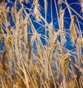 Wheat close-up Royalty Free Stock Photo