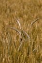 Wheat Close Up