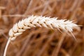 Wheat Close up Royalty Free Stock Photo