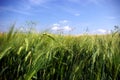 Wheat Close-Up