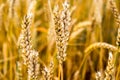 Wheat Royalty Free Stock Photo