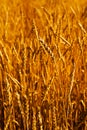 Wheat close-up