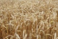 Wheat close up on farm field Royalty Free Stock Photo