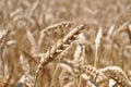 Wheat close up