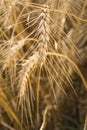 Wheat Royalty Free Stock Photo