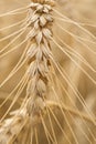 Wheat Royalty Free Stock Photo