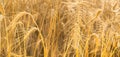 Wheat Royalty Free Stock Photo