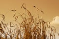 Wheat close up view with sky toned in sepia Royalty Free Stock Photo