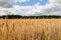 Wheat closeup. Wheat field. Background of ripening ears of wheat