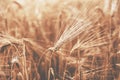 Wheat closeup on a field near a local farm