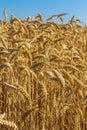 Wheat closeup with natural blue sky background Royalty Free Stock Photo