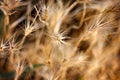 Wheat closeup near harvest time