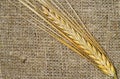 Wheat on a cloth background.