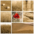 Wheat collage Royalty Free Stock Photo