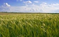 Wheat corn field