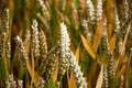 Wheat corn field before harvest Royalty Free Stock Photo