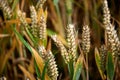 Wheat corn field before harvest Royalty Free Stock Photo