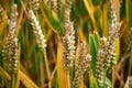 Wheat corn field before harvest Royalty Free Stock Photo