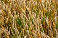 Wheat corn field before harvest Royalty Free Stock Photo