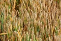 Wheat corn field before harvest Royalty Free Stock Photo